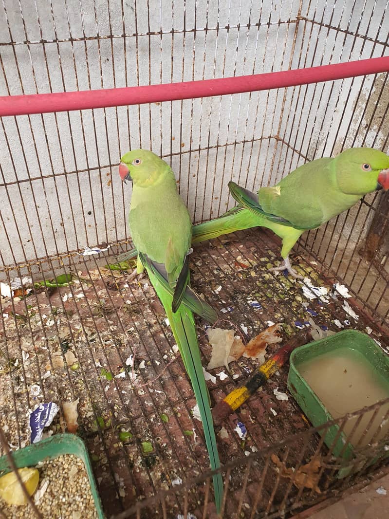GREEN PARROT 0