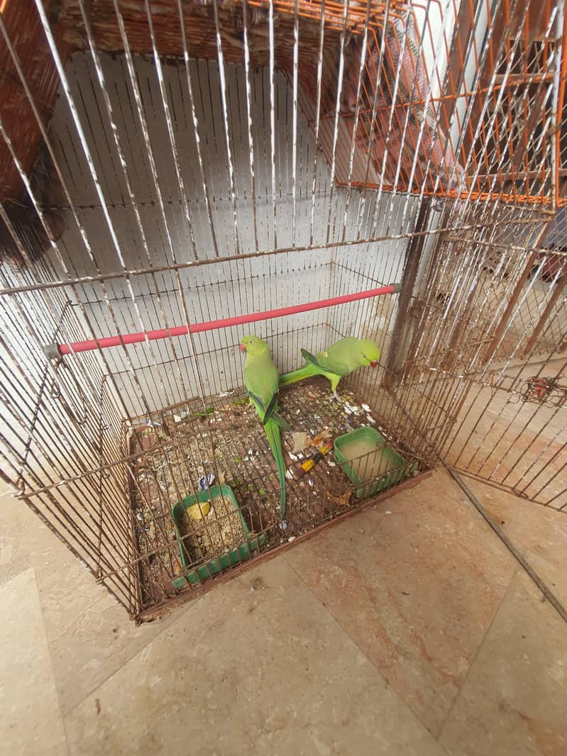 GREEN PARROT 1