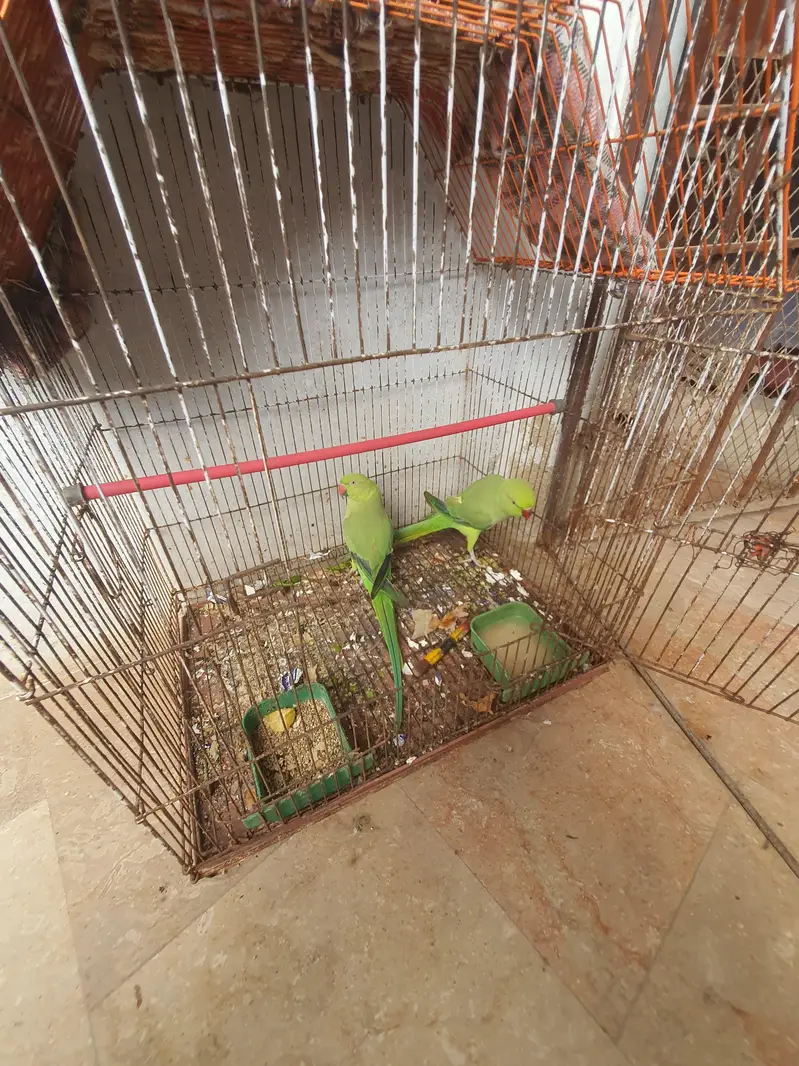 GREEN PARROT — photo 2