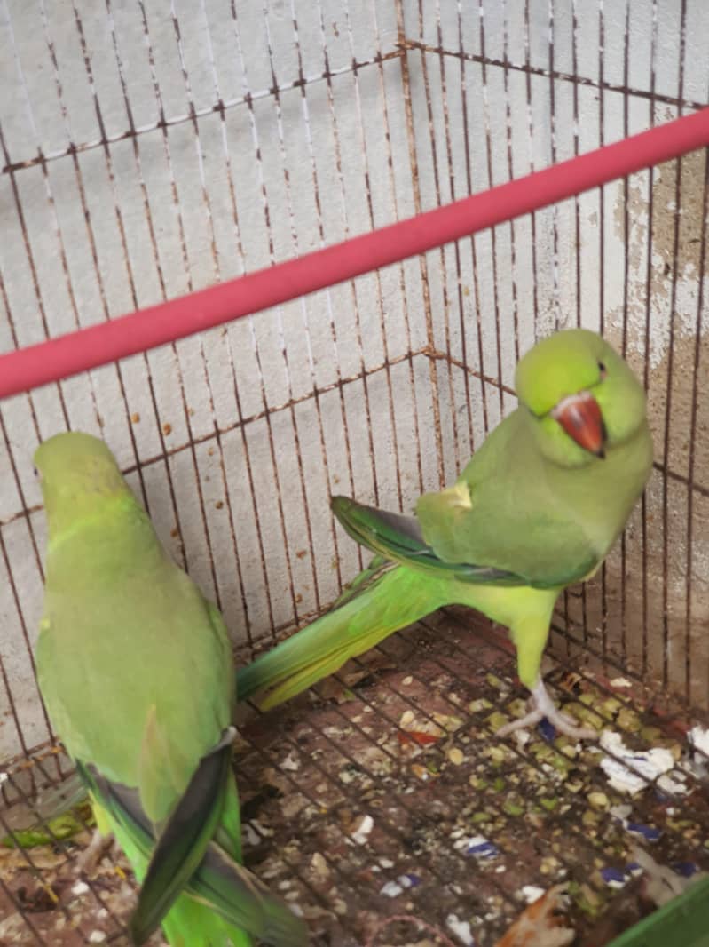 GREEN PARROT 2