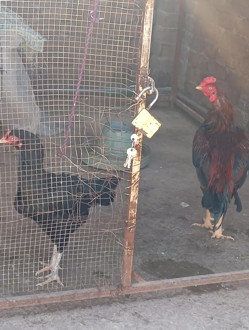 breeder pair seller — photo 2