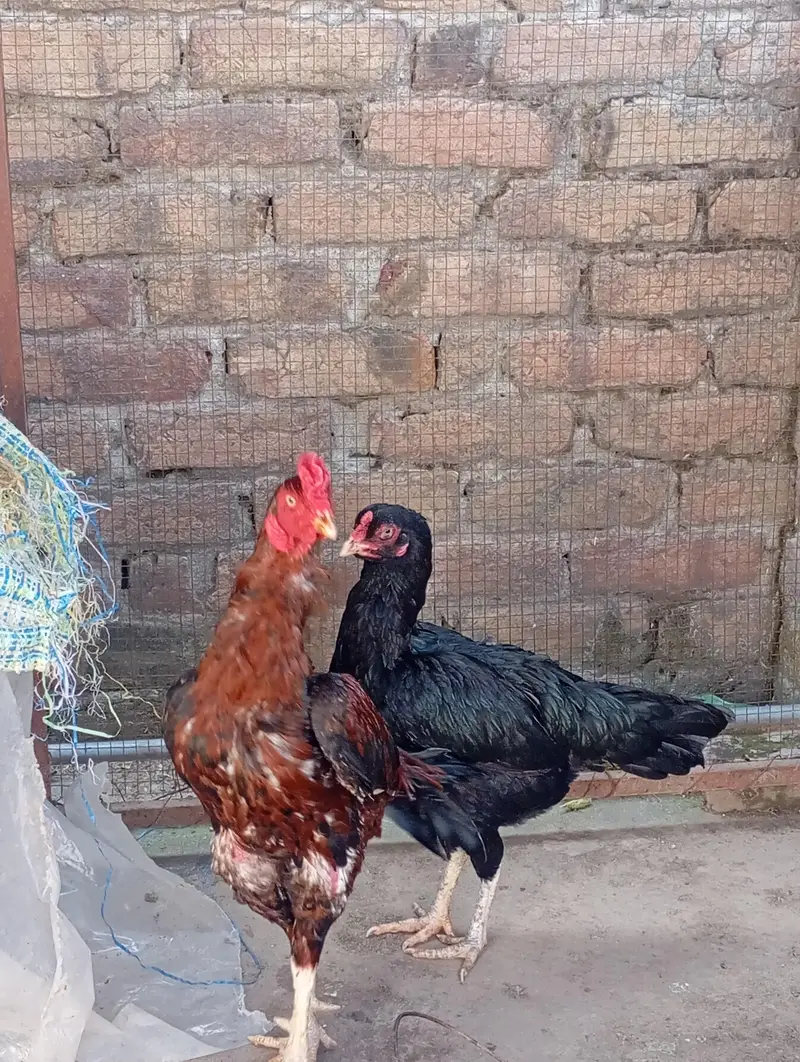 breeder pair seller — photo 3