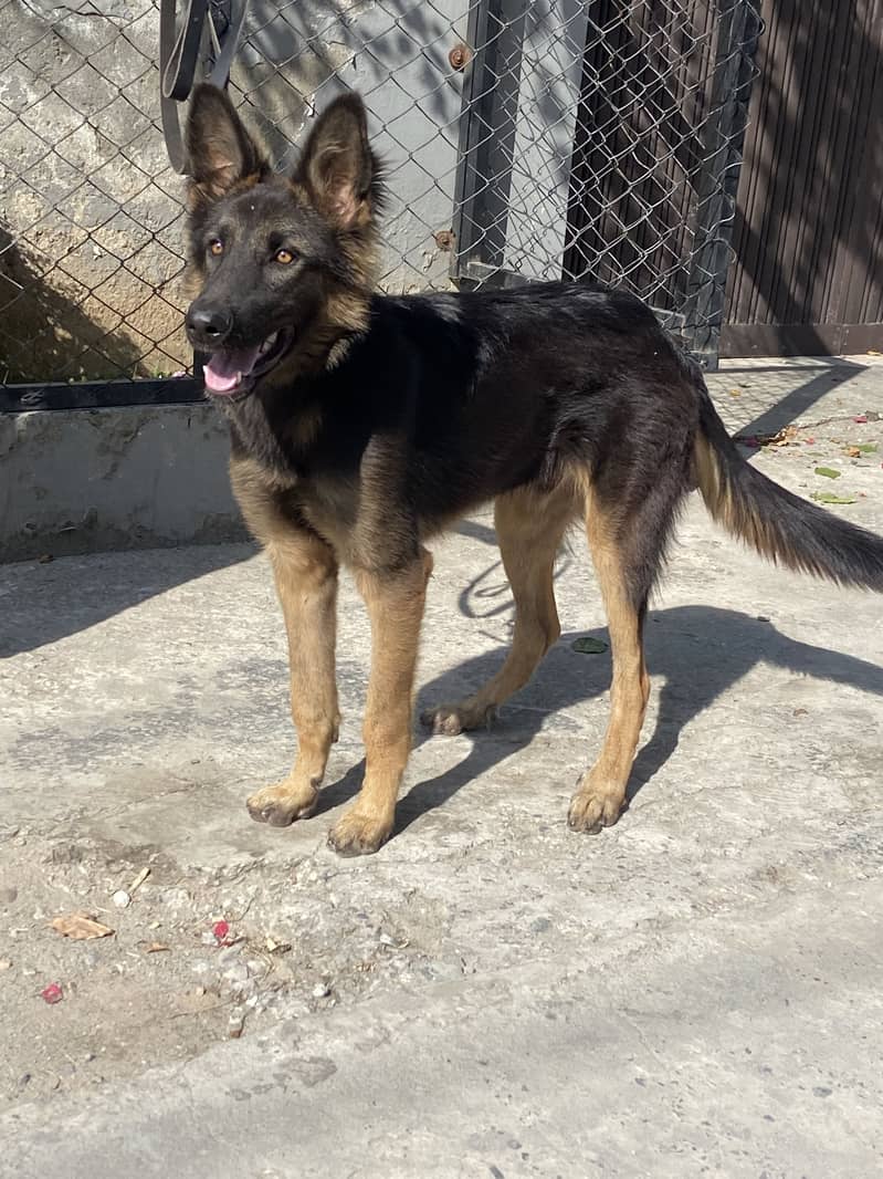 Gsd working line 1