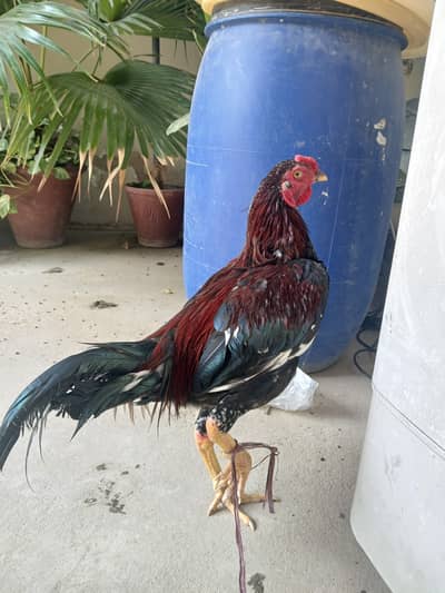 murga for sale