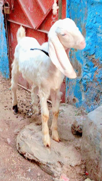 5 bakra 3 female our 1 dumbi urgent sale