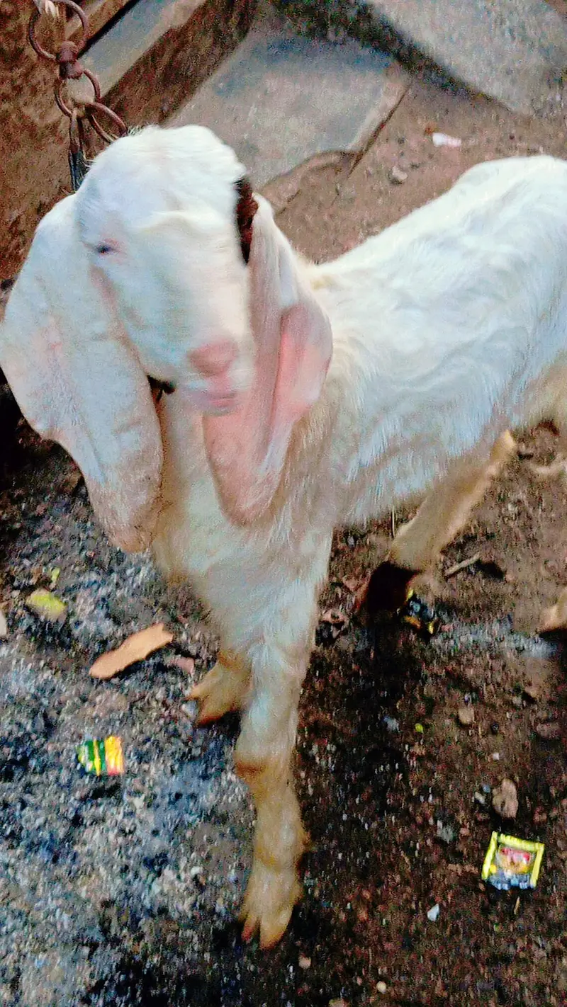 5 bakra 3 female our 1 dumbi urgent sale — photo 2