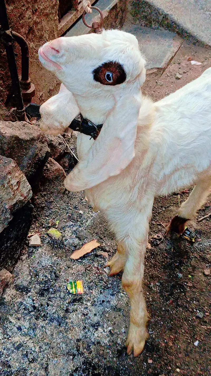 5 bakra 3 female our 1 dumbi urgent sale — photo 3