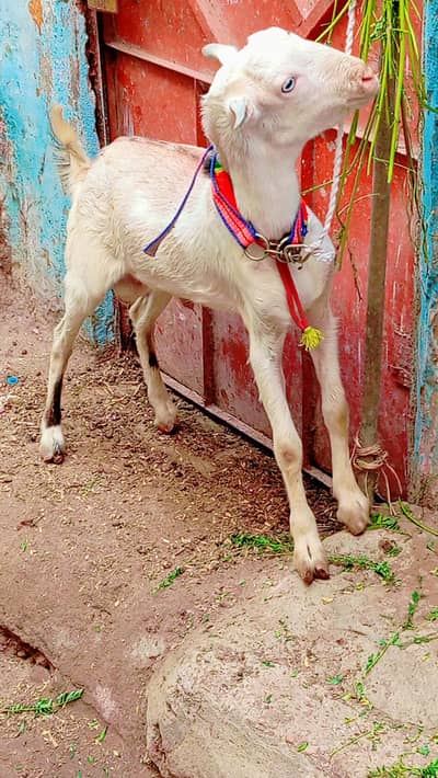 5 bakra 3 female our 1 dumbi urgent sale