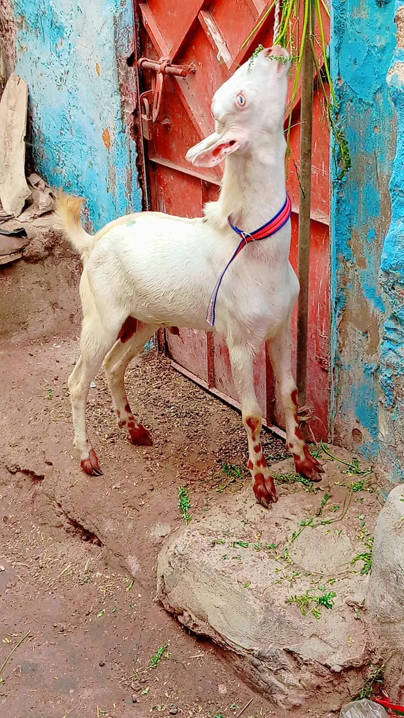 5 bakra 3 female our 1 dumbi urgent sale — photo 5