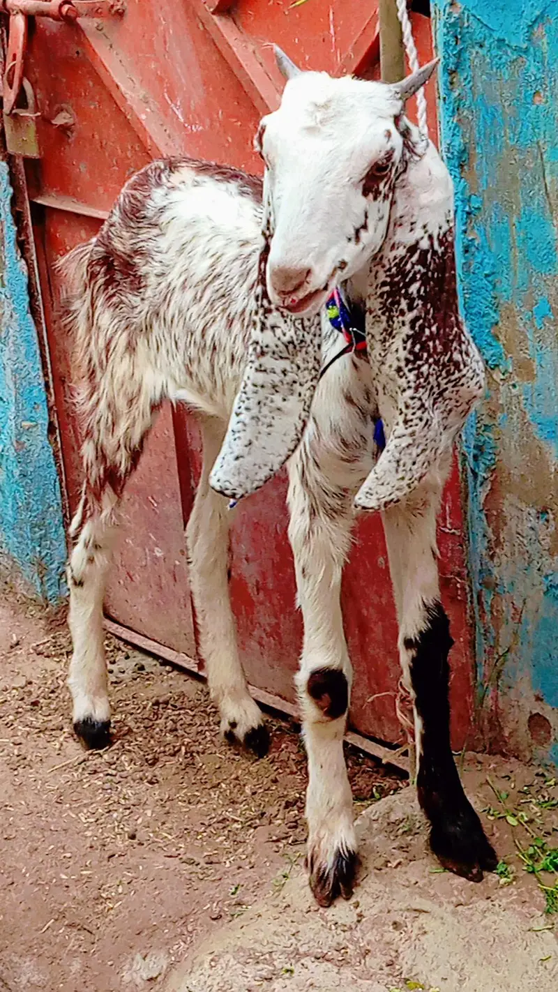 5 bakra 3 female our 1 dumbi urgent sale — photo 6