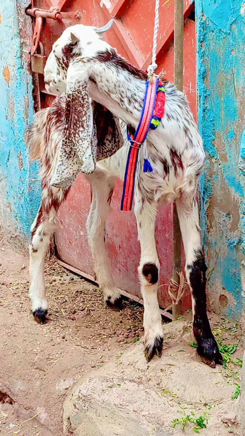 5 bakra 3 female our 1 dumbi urgent sale — photo 7