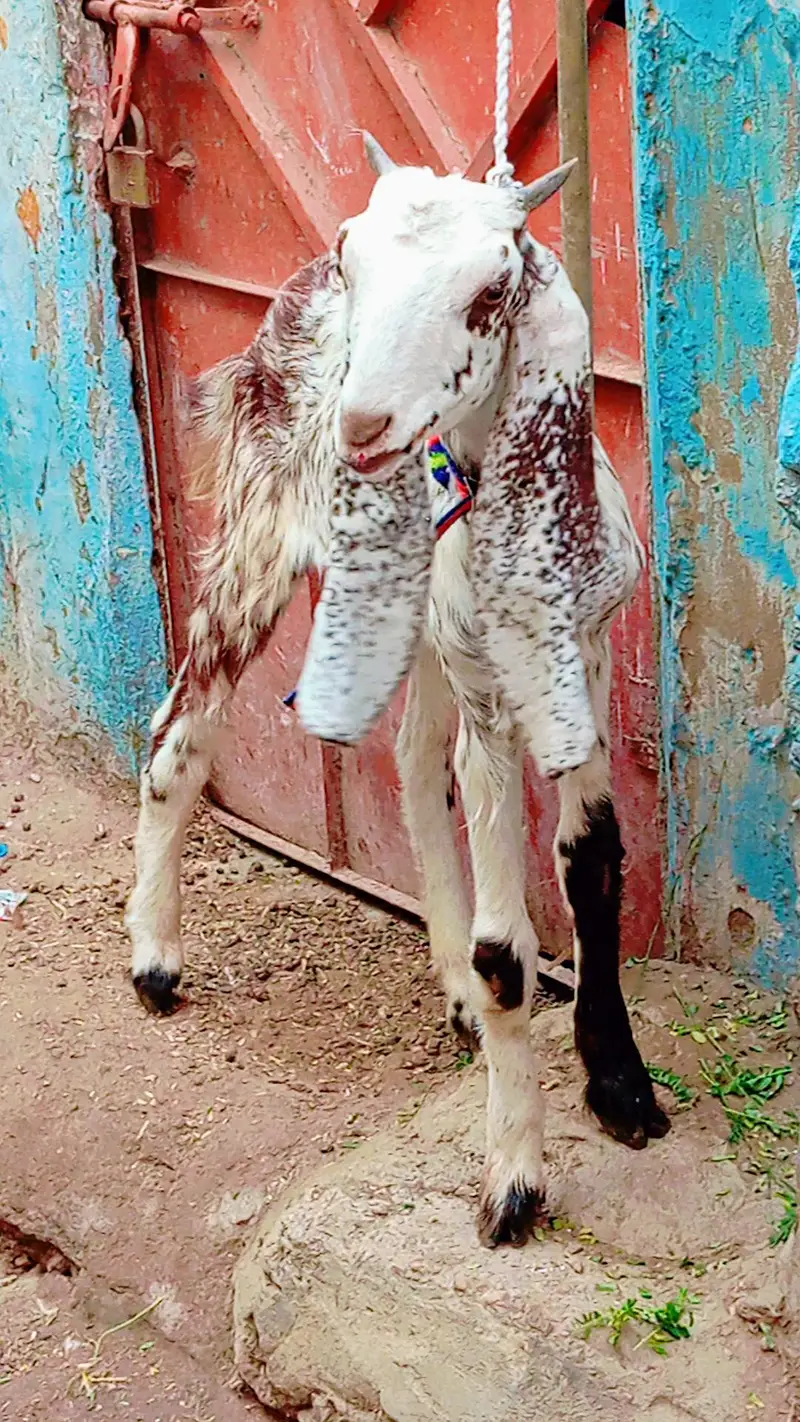5 bakra 3 female our 1 dumbi urgent sale — photo 8