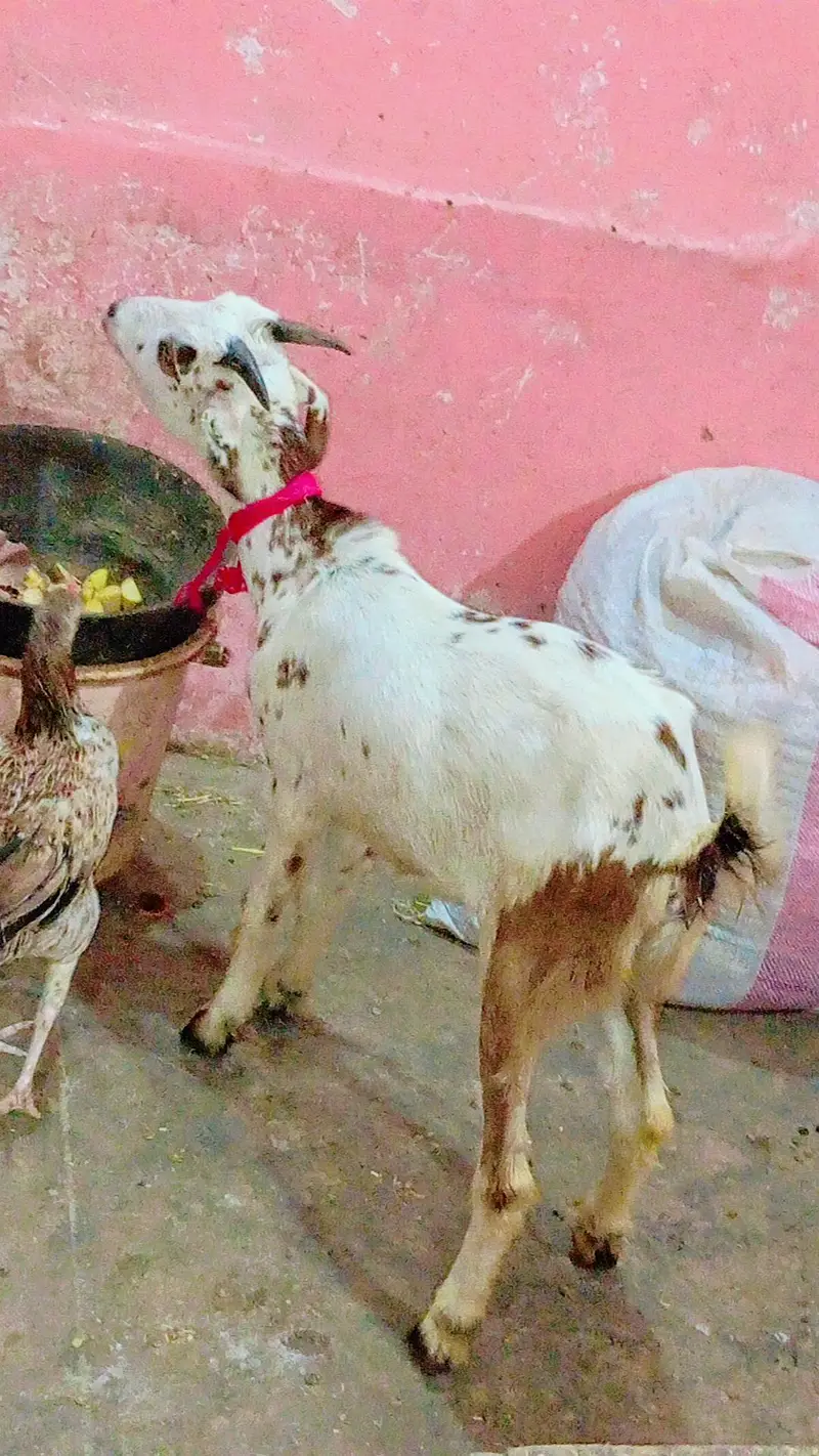 5 bakra 3 female our 1 dumbi urgent sale — photo 9