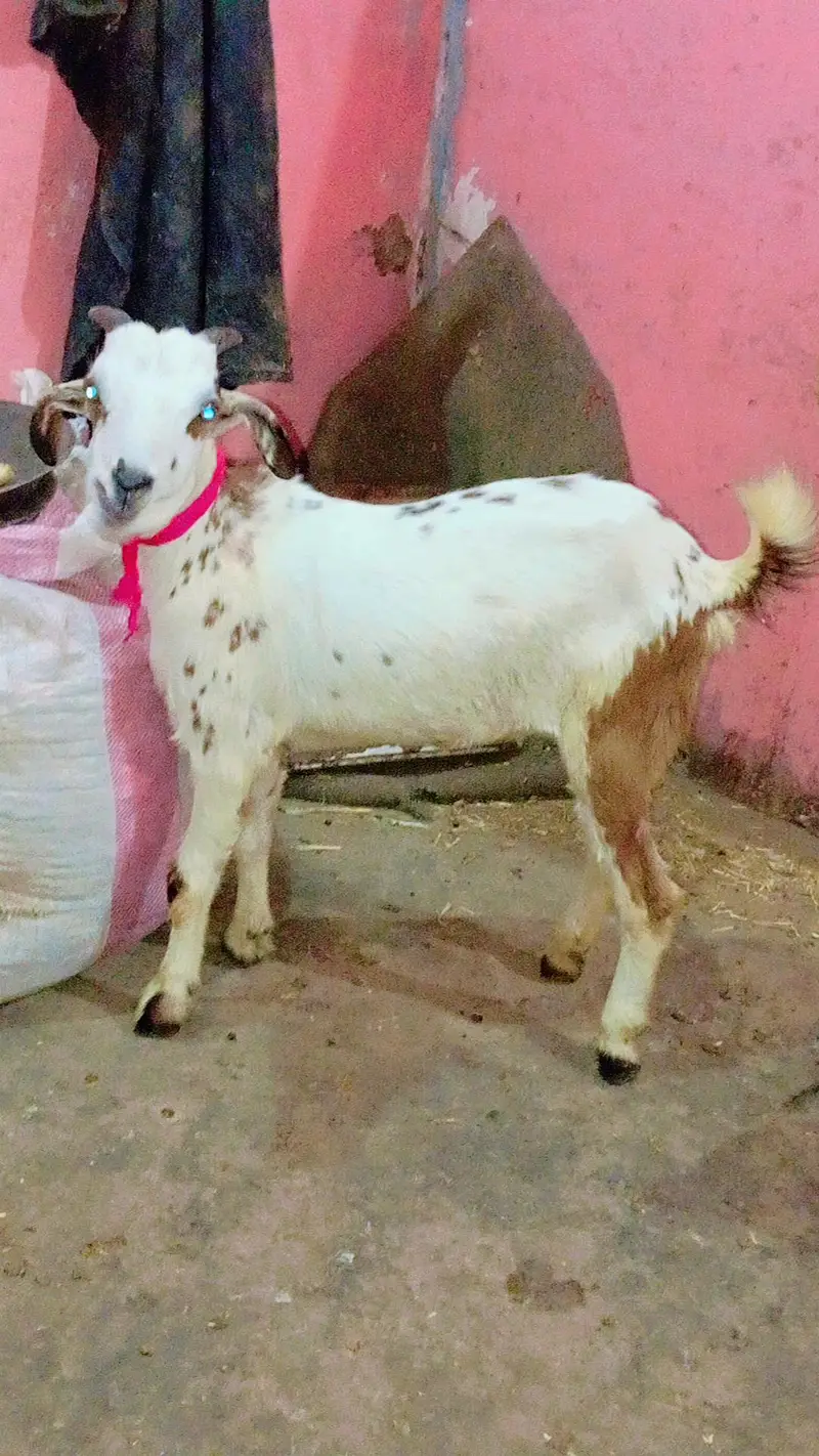5 bakra 3 female our 1 dumbi urgent sale — photo 10