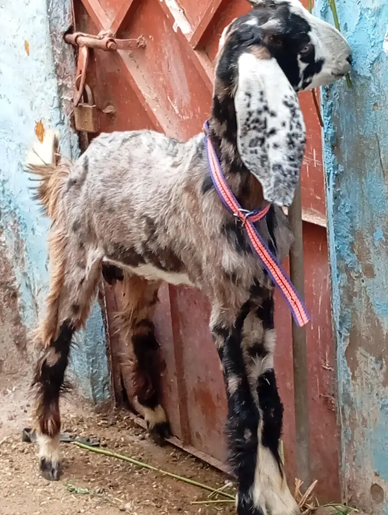 5 bakra 3 female our 1 dumbi urgent sale — photo 11