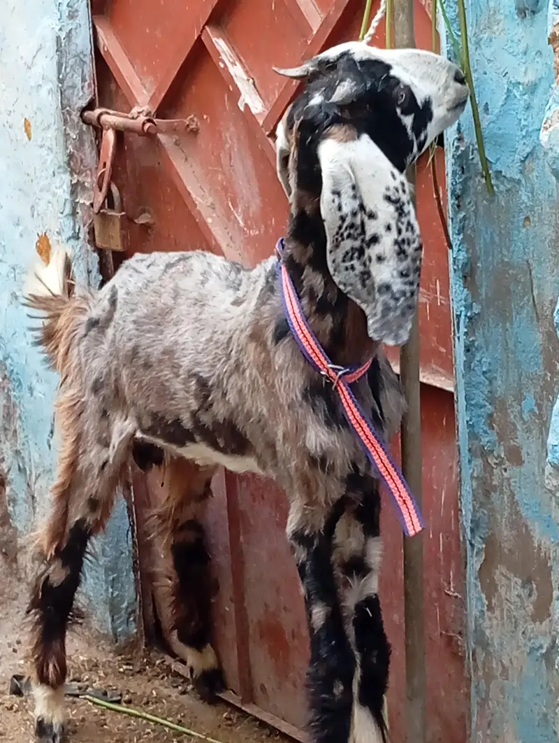 5 bakra 3 female our 1 dumbi urgent sale — photo 12