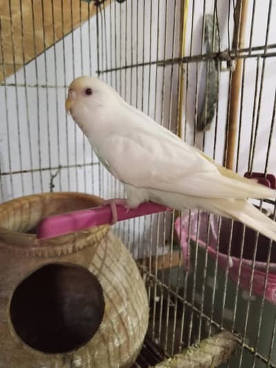 Australian White Red Eyes Male