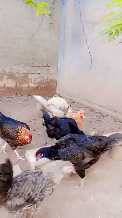 Egg Laying Hens