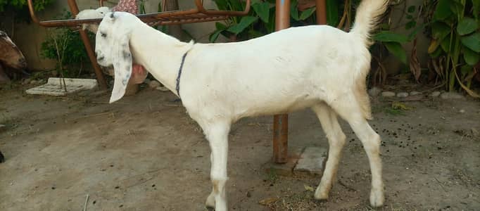 pure beetal nagra 2 female urgent for sale