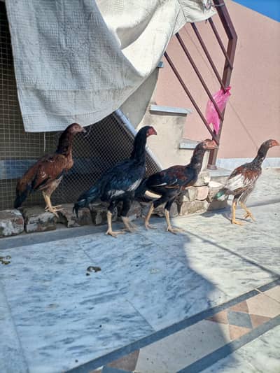 3 Aseel Male pathae for Sale