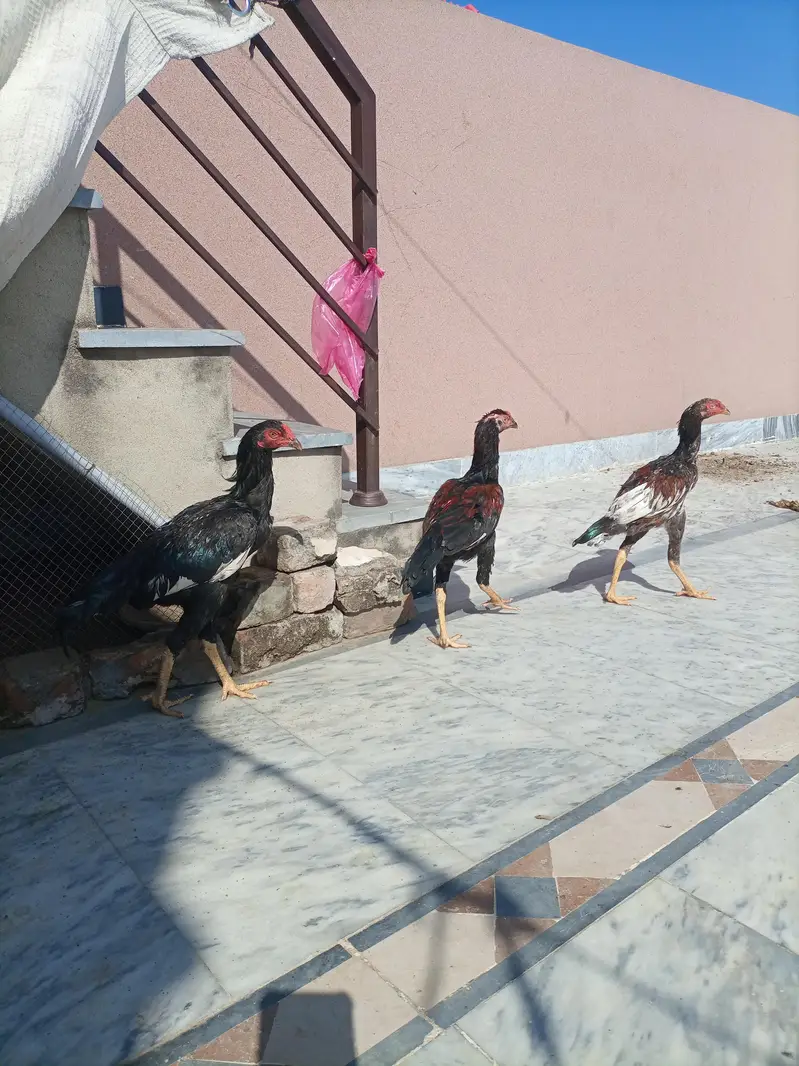 3 Aseel Male pathae for Sale — photo 2
