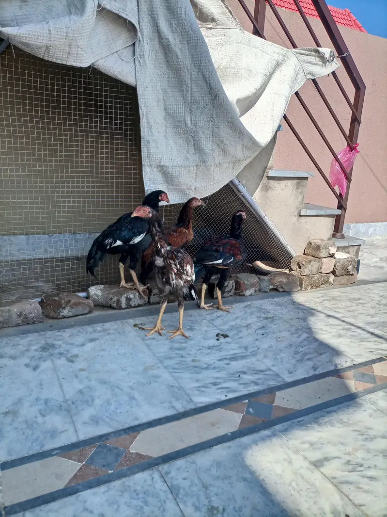 3 Aseel Male pathae for Sale — photo 3