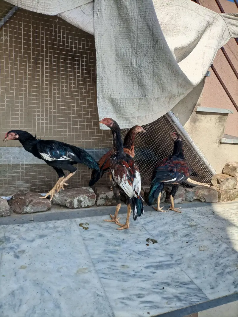 3 Aseel Male pathae for Sale — photo 4
