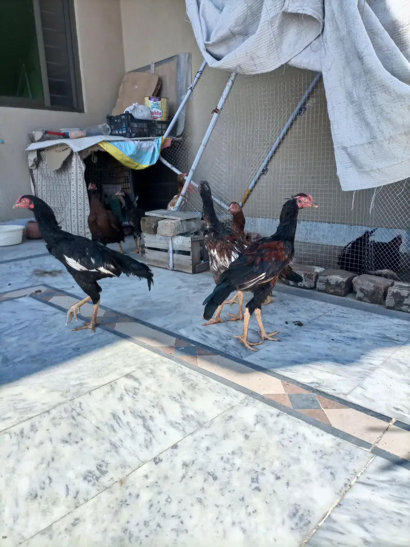 3 Aseel Male pathae for Sale — photo 5