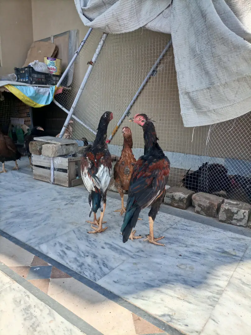 3 Aseel Male pathae for Sale — photo 6