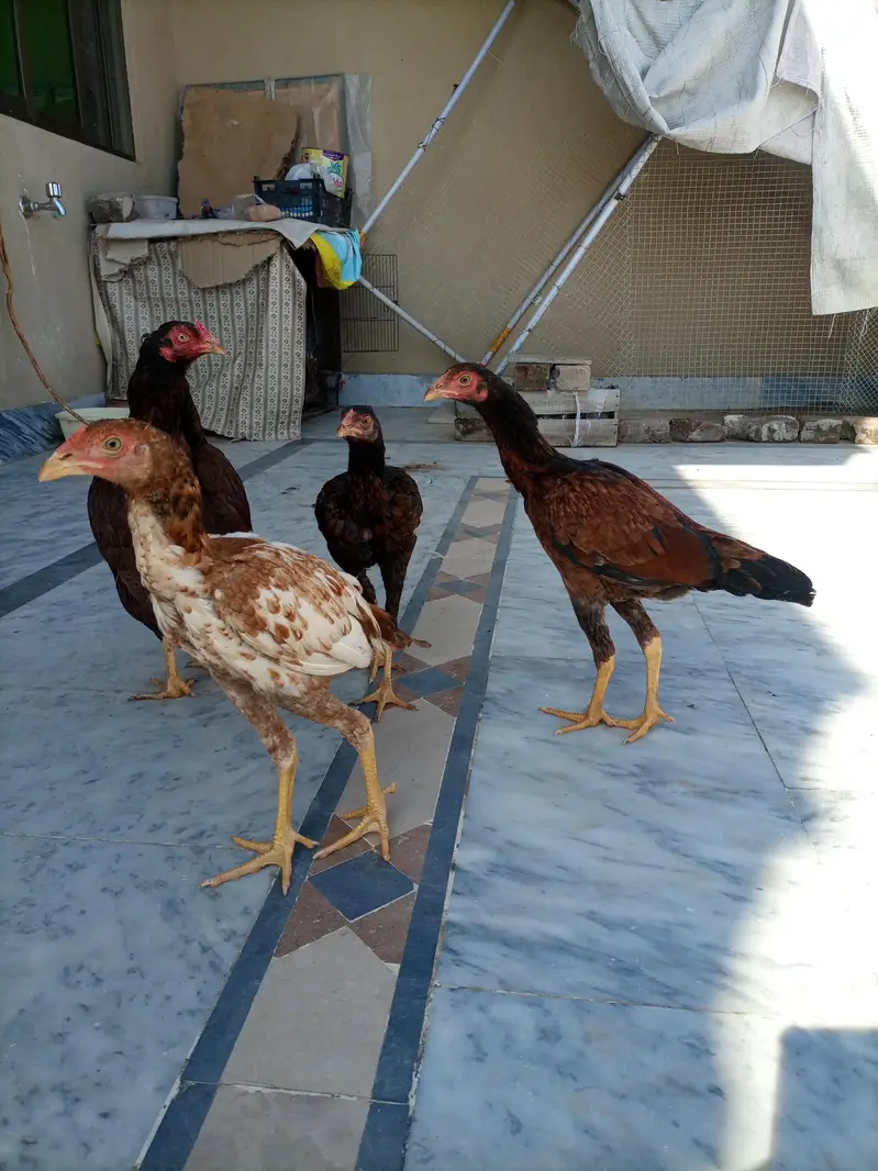3 Aseel Male pathae for Sale — photo 7