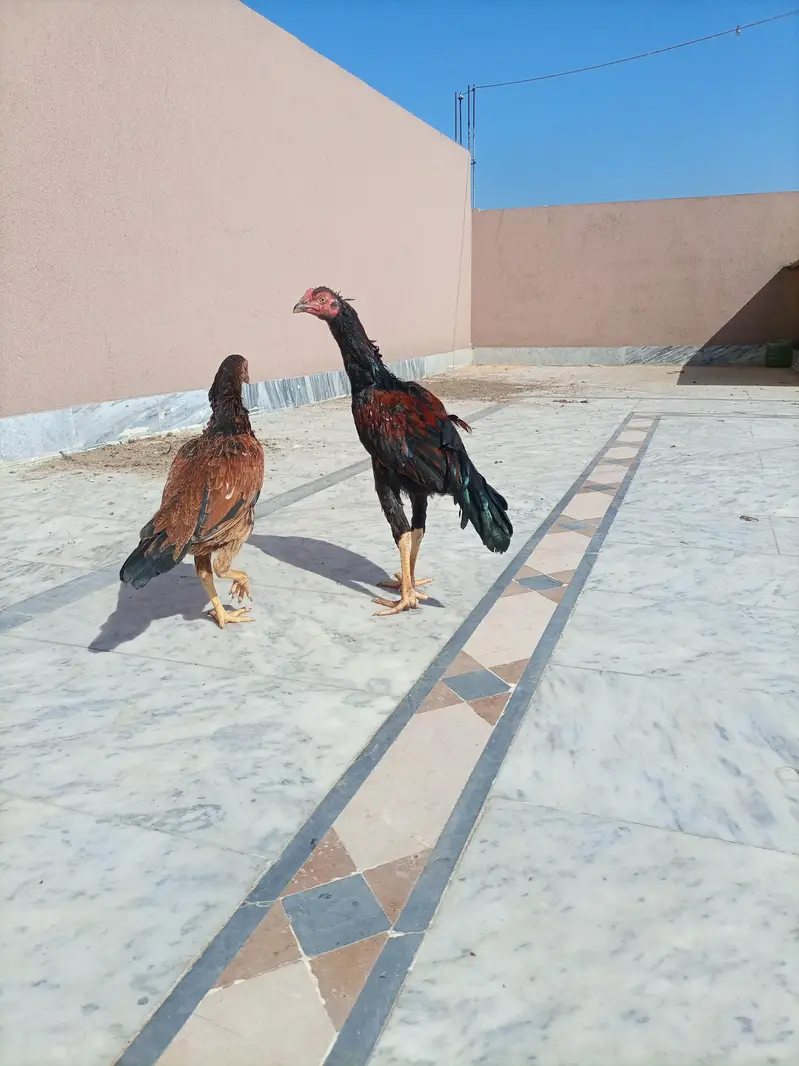3 Aseel Male pathae for Sale — photo 8