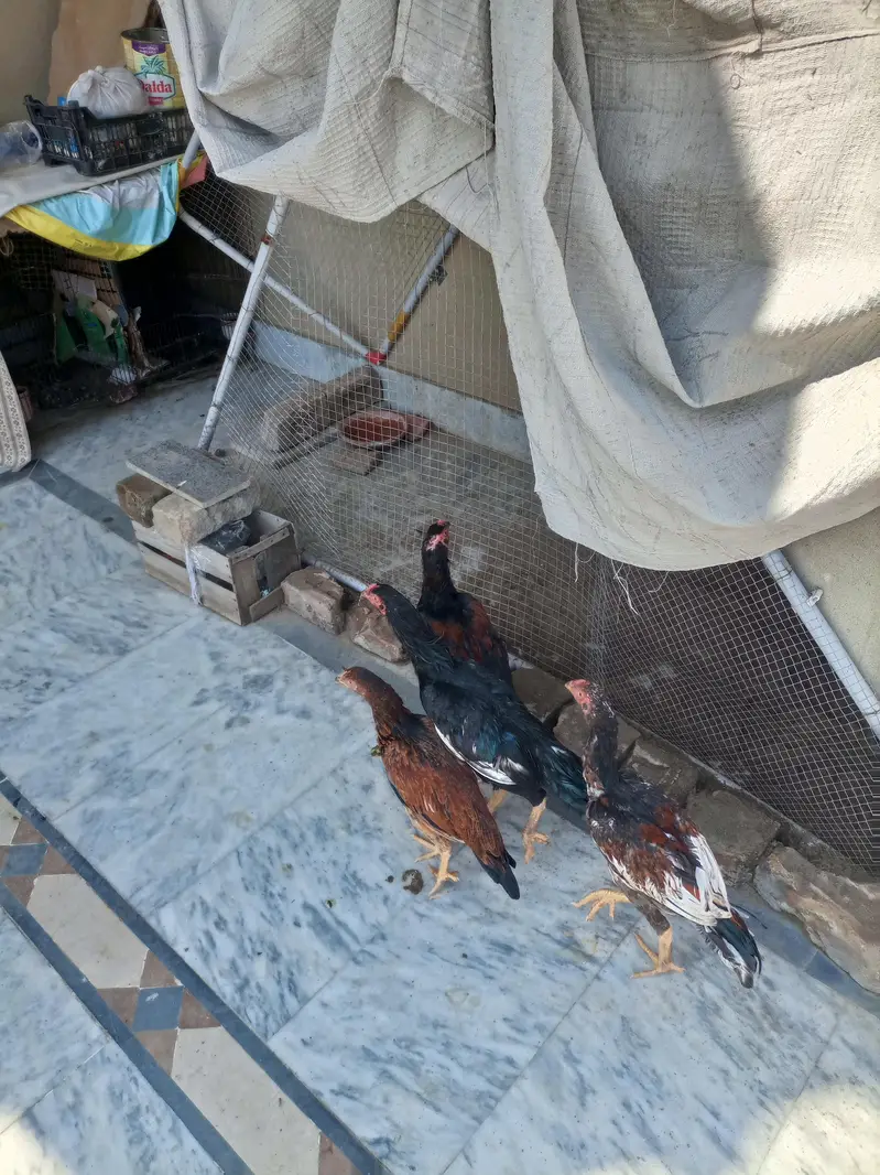 3 Aseel Male pathae for Sale — photo 9
