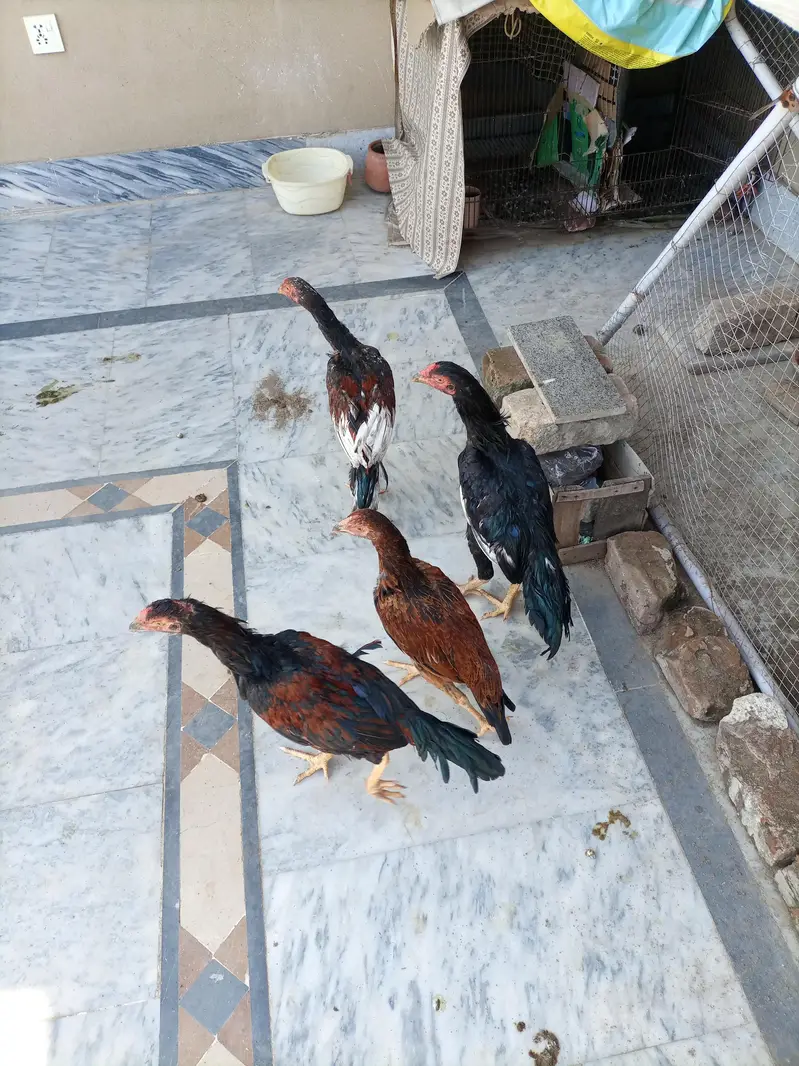 3 Aseel Male pathae for Sale — photo 10