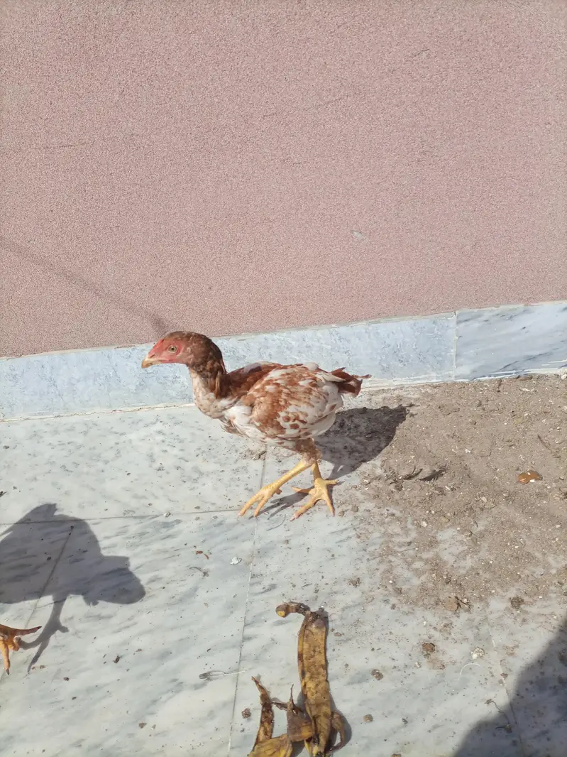 3 Aseel Male pathae for Sale — photo 11
