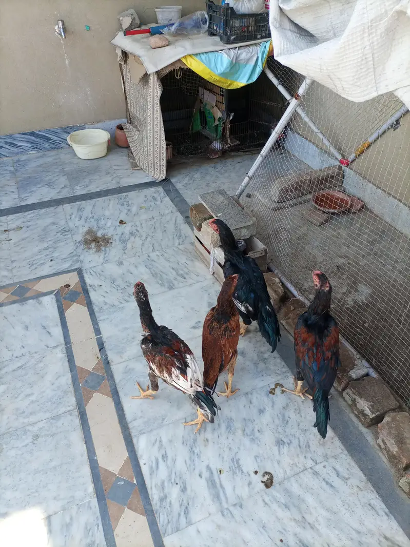 3 Aseel Male pathae for Sale — photo 12