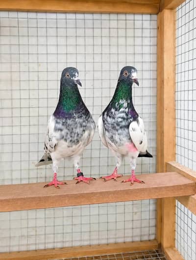 Teddy Breeder pair