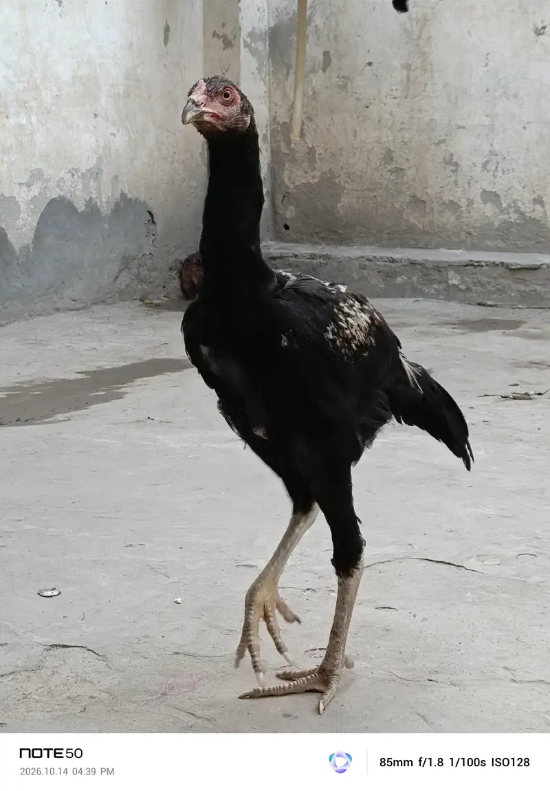 aseel mianwali — photo 2