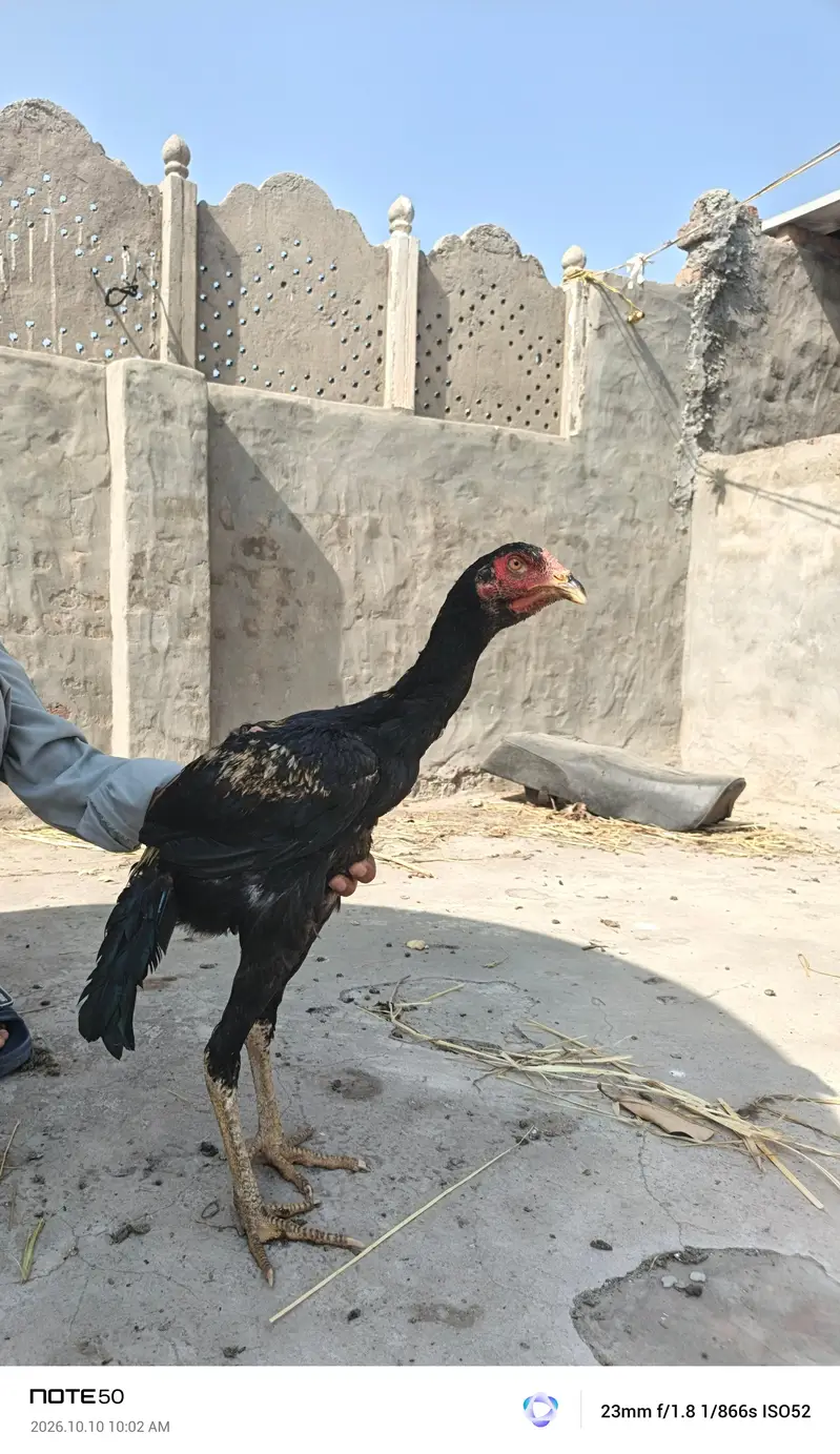 aseel mianwali — photo 3