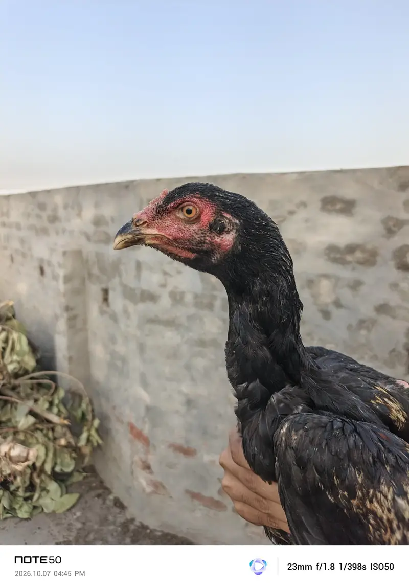 aseel mianwali — photo 4