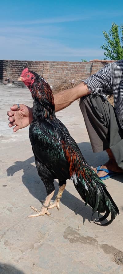 rata aseel mina wali