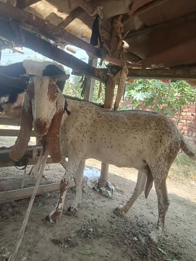 makki chani nasal bakri for sale