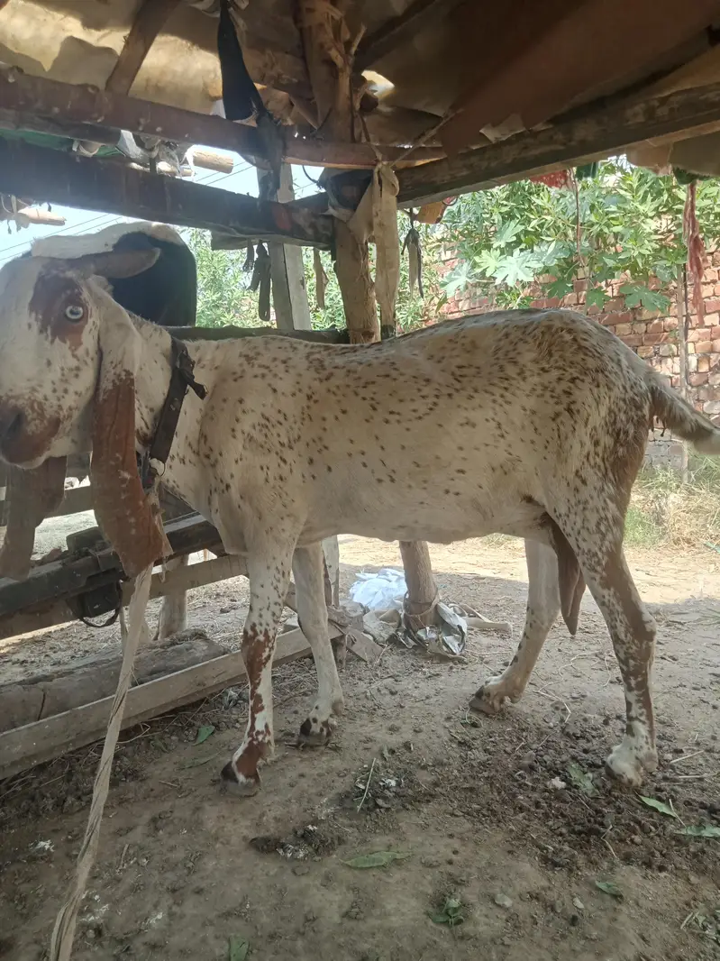 makki chani nasal bakri for sale — photo 2