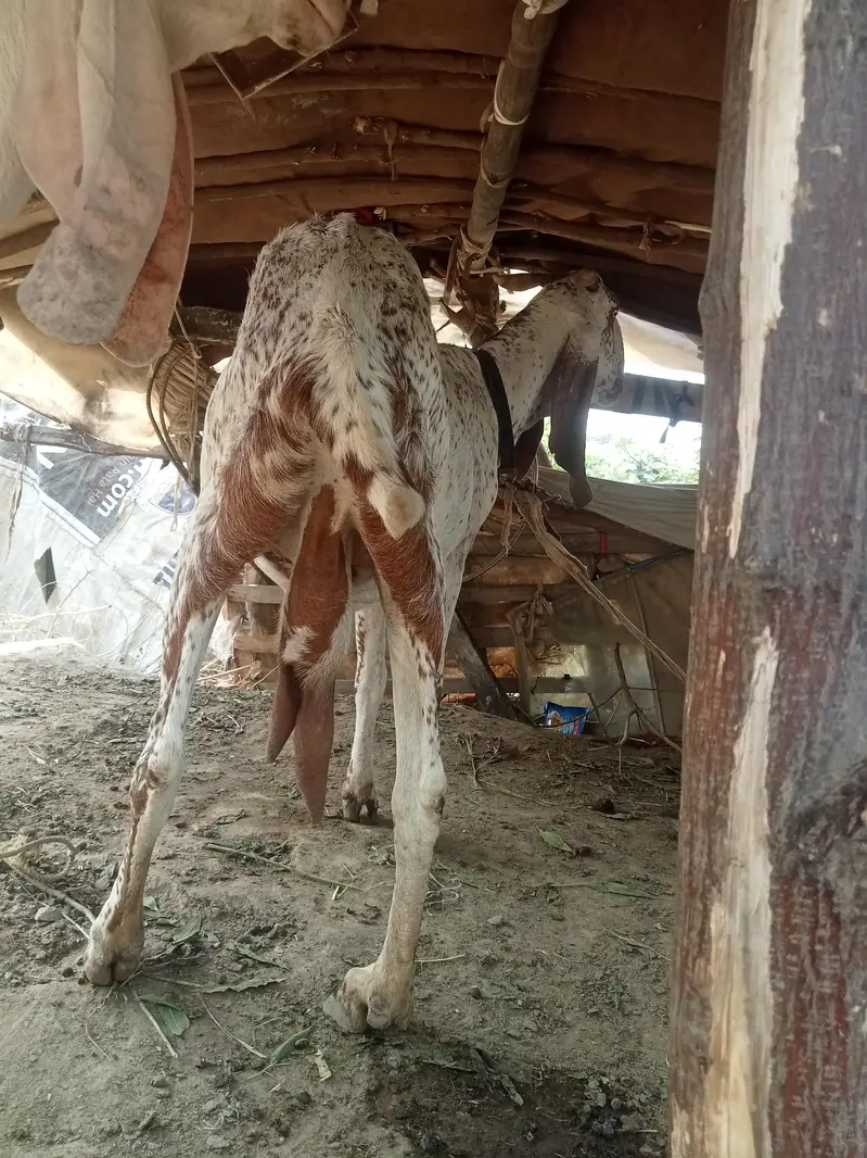 makki chani nasal bakri for sale — photo 3