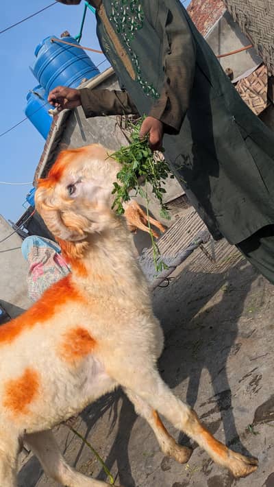 pure mundra chatra Bakra sheep