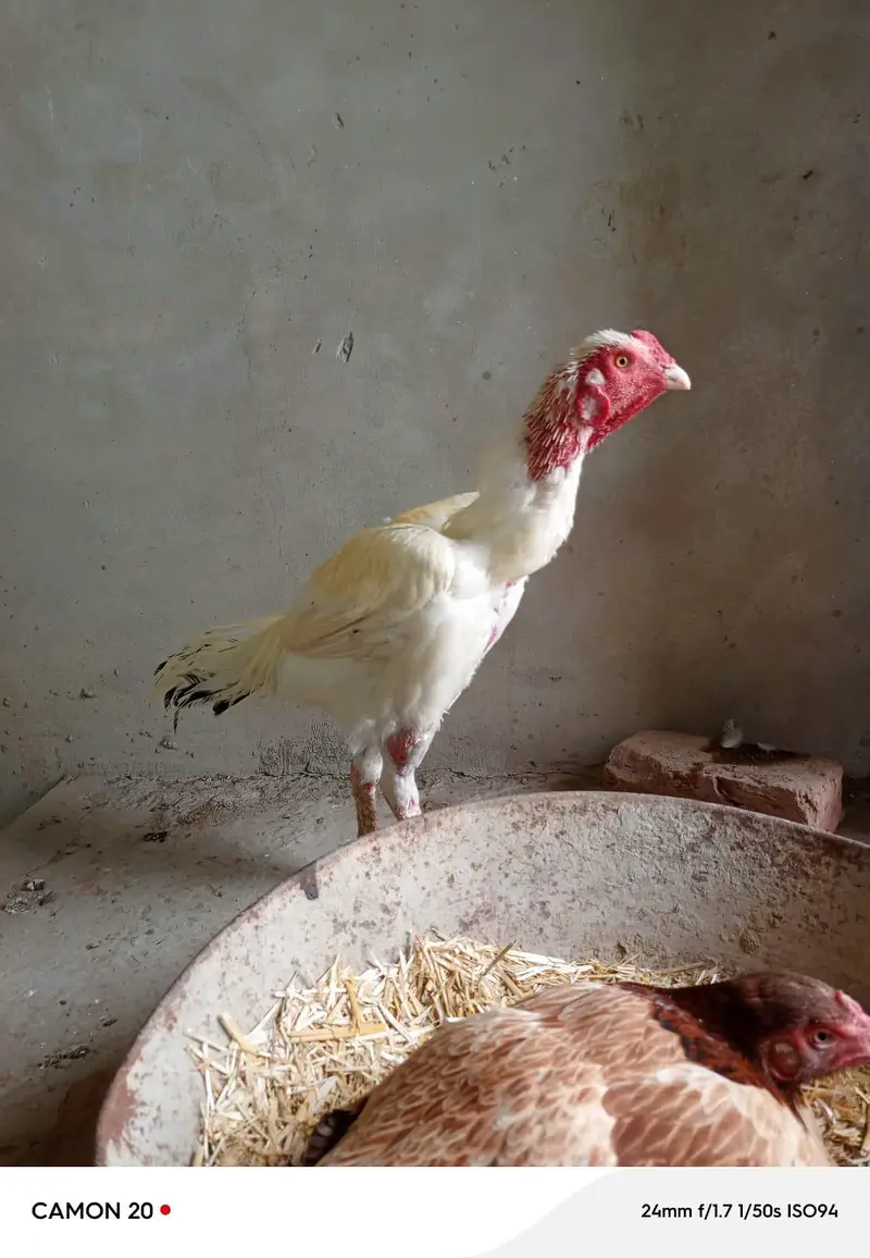 Aseel murgha for sale — photo 3