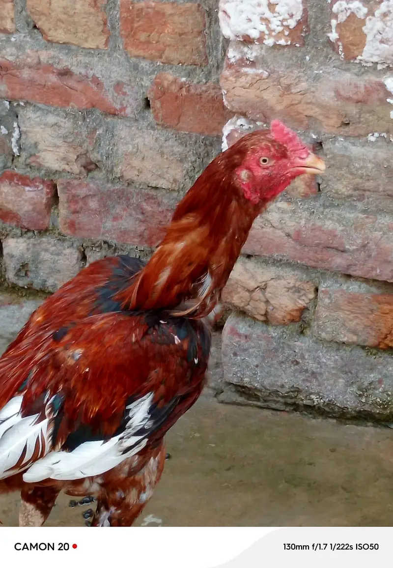 Aseel murgha for sale — photo 4