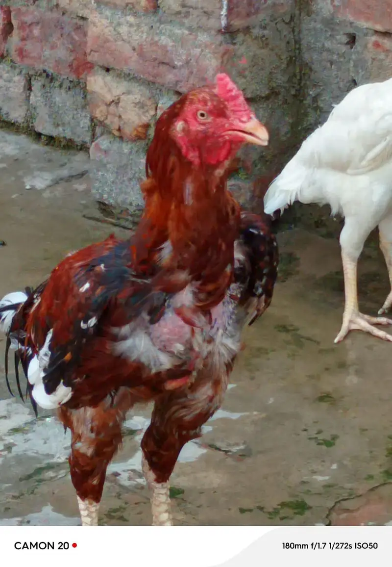 Aseel murgha for sale — photo 8