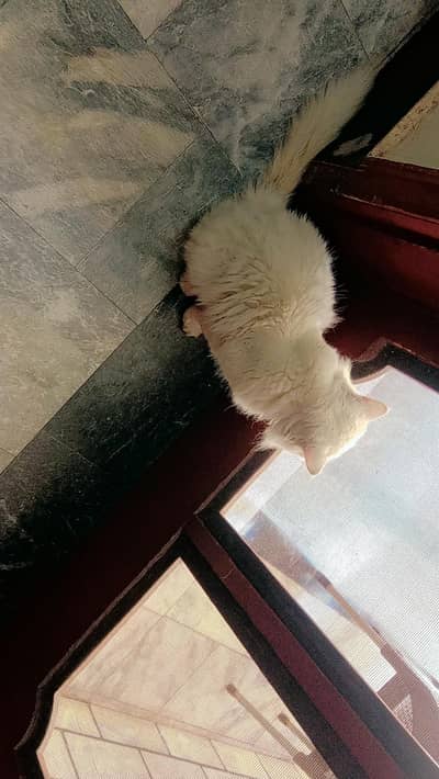 White Male Persian Cat for Sale – Blue Eyes