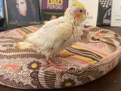 red eyes cocktail pair available self feeding