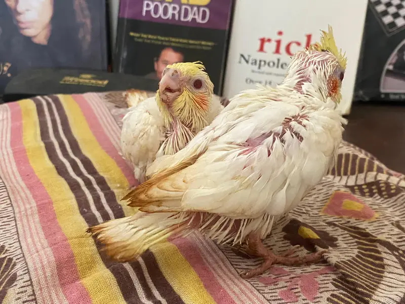 red eyes cocktail pair available self feeding — photo 3